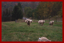 lambs running